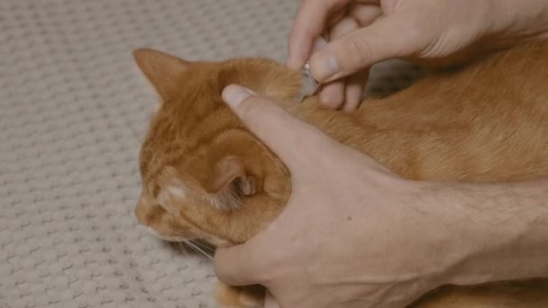 男子在猫脖子上使用灭虫液的特写视频 — 图库视频影像