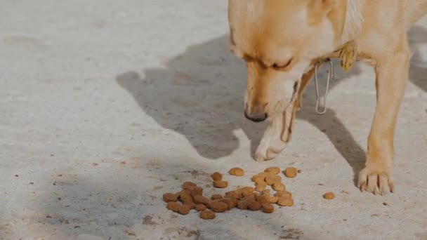Menutup Video Anjing Jalanan Makan Tanah — Stok Video