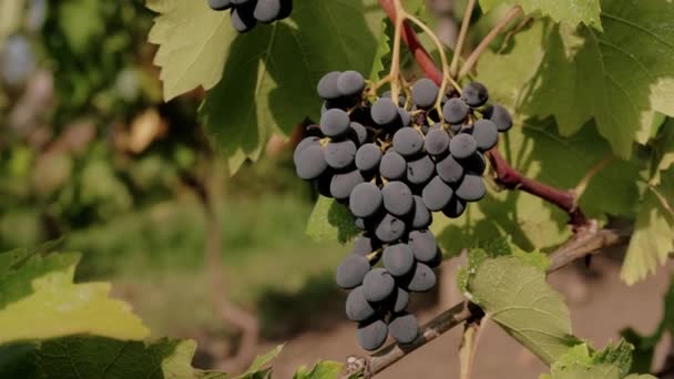 Video Red Grapes Ready Making Wine — Stock Video