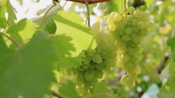 准备酿酒的白葡萄录像 收获时间 — 图库视频影像