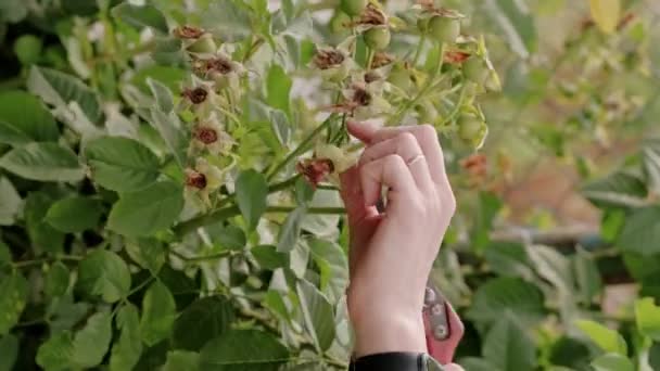 Закрыть Видео Женщиной Занимающейся Садоводством — стоковое видео