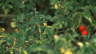 Bahçede yetişen kiraz domatesi görüntüleri..