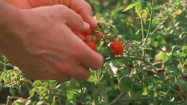 Close Video Farmer Hand Collecting Cherry Tomatoes Garden — Stock Video