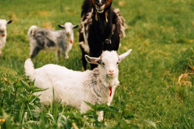 Beyaz bir keçinin yakın plan çekimi, anne ve kardeşinin yanında yeşil çimlerin üzerinde duruyor..