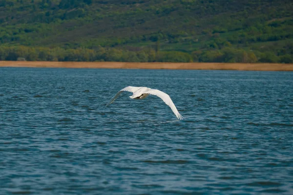 Suyun Üzerinde Kanatları Açık Uçan Güzel Beyaz Bir Kuğu Görüntüsü — Stok fotoğraf