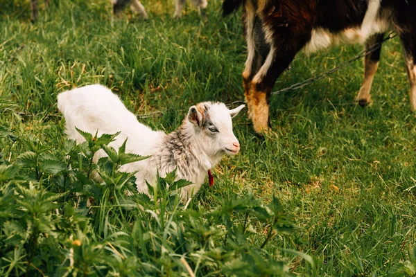 一只小山羊的近照正站在他母亲身旁的绿草上 — 图库照片