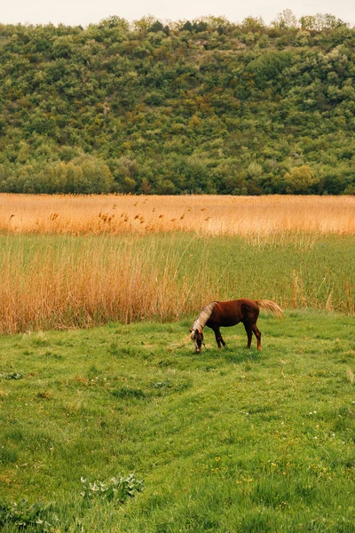 Zewnętrzne Pionowe Ujęcie Pięknego Konia Pasącego Się Świeżo Zieloną Trawą — Zdjęcie stockowe