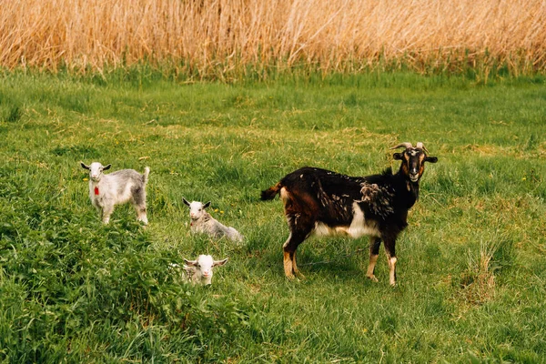 Bela Cabra Preta Está Livre Gras Verde Com Seus Três — Fotografia de Stock