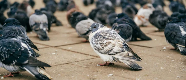 天气寒冷时 许多站在人行道上的街头鸽子的横幅尺寸的照片 — 图库照片