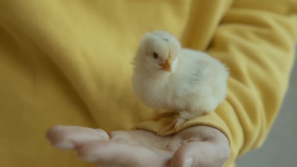 Close Video Van Vrouwelijke Hand Holding Geel Chick — Stockvideo