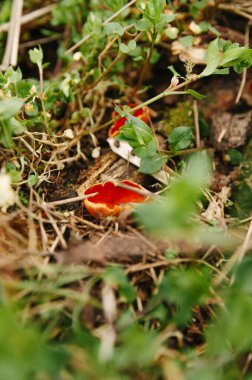 Açık havada çekilen 