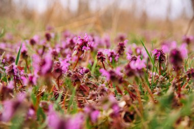 Pulmonaria Officinalis adlı bahar pembe çiçeklerinin açık hava çekimlerini kapat.