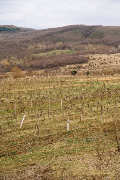 Vertikale Aufnahme Einer Leeren Weinwiese Ohne Blätter Frühling Einem Bewölkten — Stockfoto