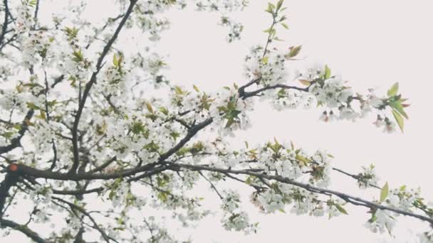 Съемки Красивого Крупным Планом Цветущих Цветов Дереве Весной — стоковое видео