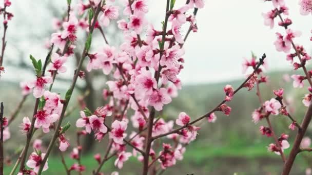 Beelden Van Mooie Close Bloeiende Bloemen Boom Tijdens Lente — Stockvideo
