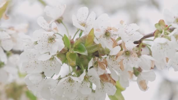 春天里树上花朵绽放的美丽的特写 — 图库视频影像