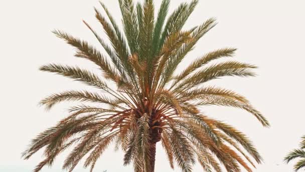 Vidéo Tree Palms Sur Fond Ciel — Video