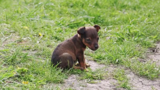 乡村草地上可爱的小狗的近照 — 图库视频影像
