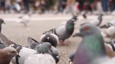 Şehirde yemek yiyen güvercinlerin görüntüleri..