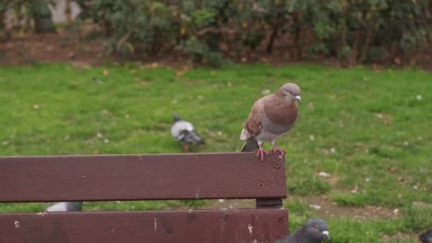 公园里坐在长椅上的鸽子的形象 — 图库视频影像