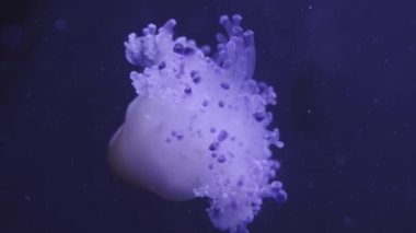 Koyu mavi sularda yüzen güzel denizanaları. Yüksek kalite 4k görüntü.