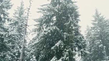Kar yağarken sessiz ve güzel kış kozalaklı ağaçlarının görüntüsü.