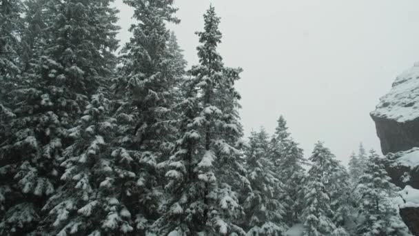 Кадры Тихих Красивых Зимних Хвойных Деревьев Время Снегопада — стоковое видео