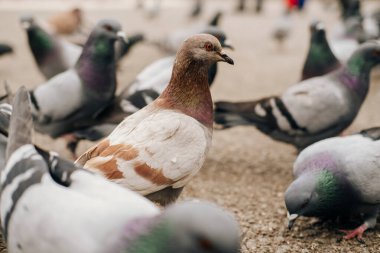 Şehirdeki yolda yemek yiyen güvercinlerin fotoğrafını çek..