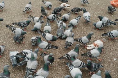 Şehirdeki yolda yemek yiyen güvercinlerin fotoğrafını çek..
