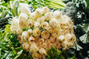 Yerel çiftlikteki ekolojik ve biyolojik yeşilliklerin fotoğrafını kapat.