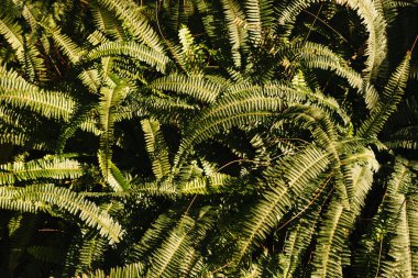 Tropikal yaprakların arkaplanının resmini kapat.