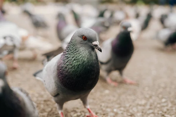 Şehirdeki Yolda Yemek Yiyen Güvercinlerin Fotoğrafını Çek — Stok fotoğraf