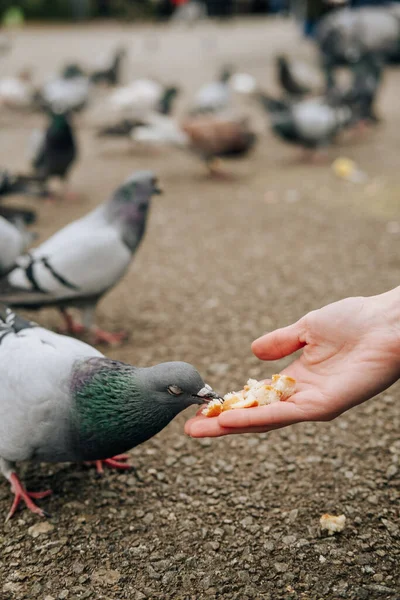 鸽子用手吃东西的特写照片 — 图库照片