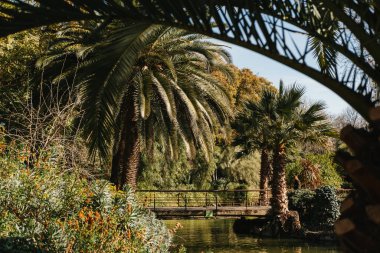 Güneşli bir günde Barcelona 'da park halindeki güzel palmiye ağaçlarının görüntüsü.