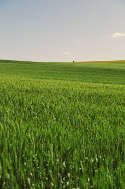 Landscape image of green wheat during summer sunny day.