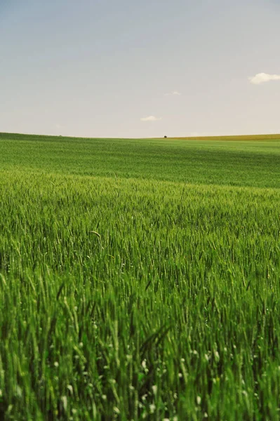 Landscape Image Green Wheat Summer Sunny Day Imagens Royalty-Free