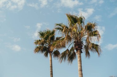 Image of green palm trees over sky background.