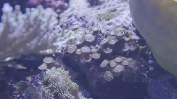 깨끗한 산호와 물고기의 — 비디오