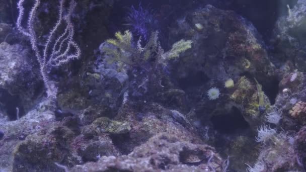 Прекрасне Життя Під Водою Коралом Рибою Блакитній Чистій Воді — стокове відео