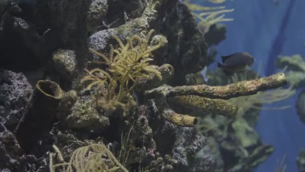 Piękne Życie Pod Wodą Zagroda Ryby Błękitnej Czystej Wodzie — Wideo stockowe