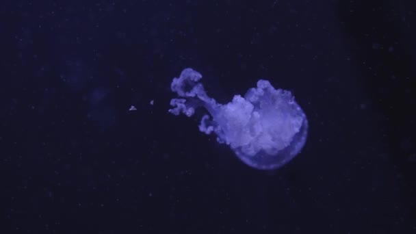 Close Vídeo Medusa Água Escura Azul — Vídeo de Stock