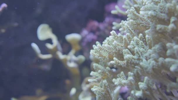 Прекрасне Життя Під Водою Коралом Рибою Блакитній Чистій Воді — стокове відео