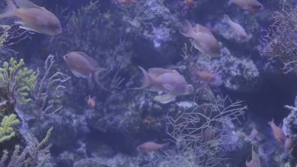 Krásný Život Pod Vodou Ohrada Ryby Modré Čisté Vodě — Stock video