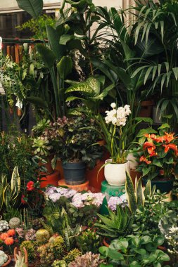Bir sürü bitki ve saksı ağacı sergilenen bir çiçekçinin dikey açılışı.