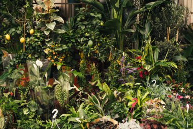 Bir sürü bitki ve saksıda sergilenen küçük ağaçların olduğu bir çiçekçinin açık hava çekimi..