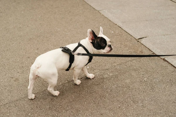 Outdoors Shot Cute White Black French Bulldog Walking Street Leash — Stock Photo, Image