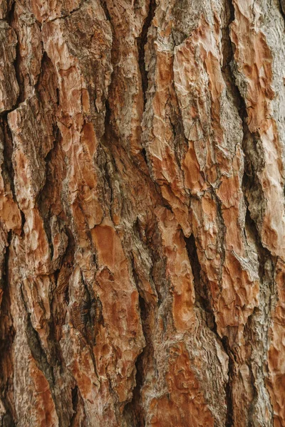 Vertikal Närbild Skott Vackra Naturliga Texturerat Furu Bark Gjord Utomhus — Stockfoto