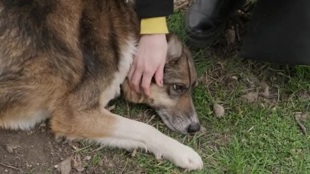 Закрыть Видео Женщины Обнимающей Бездомную Собаку — стоковое видео