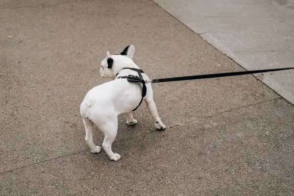 stock image Cute white and black french bulldog is walking down city streets with a leash on asphalt.