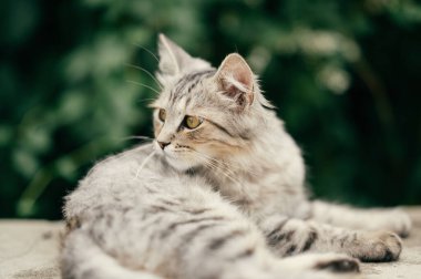 Genç pofuduk gri kedi betonun üzerinde yatıyor ve yana bakıyor. Sokak fotoğrafı..